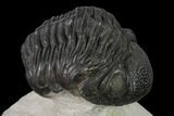 Pedinopariops Trilobite - Mrakib, Morocco #138088-1